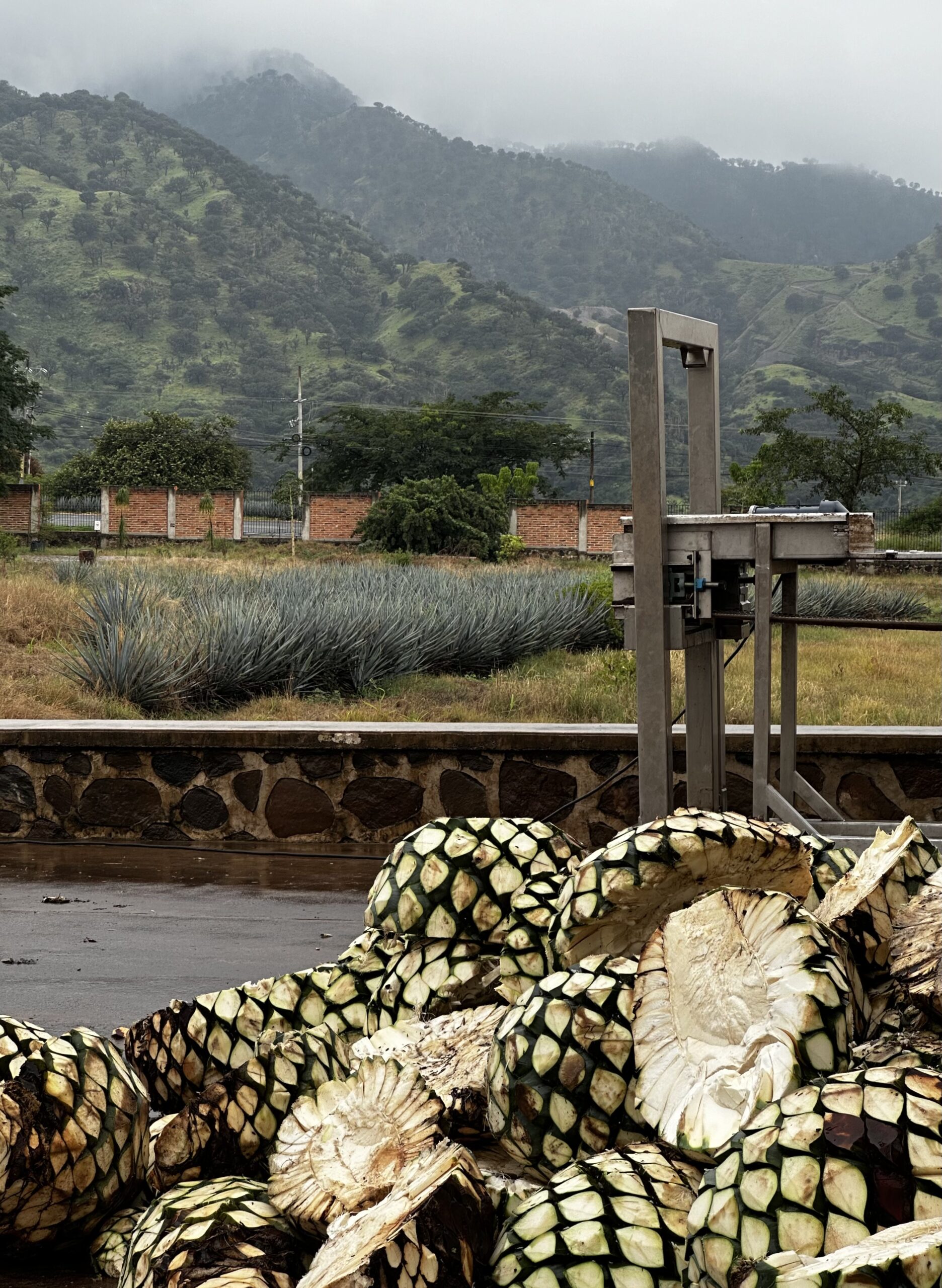 Agave and Anarchy: My Day in Tequila